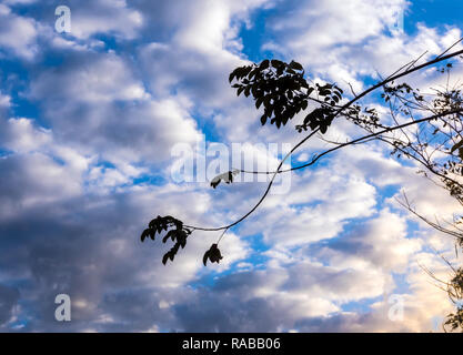 White and grey fluffy clouds in the blue evening sky with silhouette bunch of trees Stock Photo
