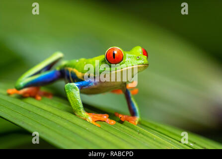 Red-eyed tree frog (Agalychnis callidryas) portrait, Alajuela, Costa Rica. Stock Photo