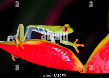 Red-eyed tree frog (Agalychnis callidryas) climbing strelitzia flowers at night, Alajuela, Costa Rica. Stock Photo