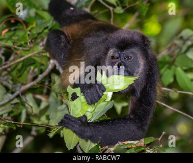 Mantled howler monkey (Alouatta palliata) eating young tree leaves in the canopy of rain forest, Puntarenas, Costa Rica Stock Photo