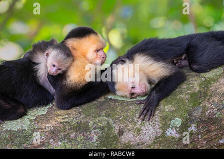 White-headed capuchin (Cebus imitator), female with two young, grooming on a tree branch, Manuel Antonio National Park, Puntarenas, Costa Rica Stock Photo