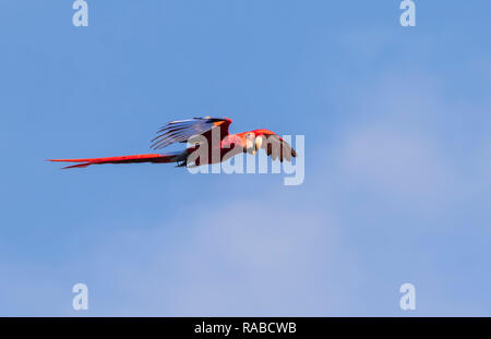 Scarlet Macaw (Ara macao) flying with a nut in the beak in blue sky, Puntarenas, Costa Rica Stock Photo
