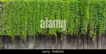Natural green ivy vine plants wall from wood canopy. Stock Photo