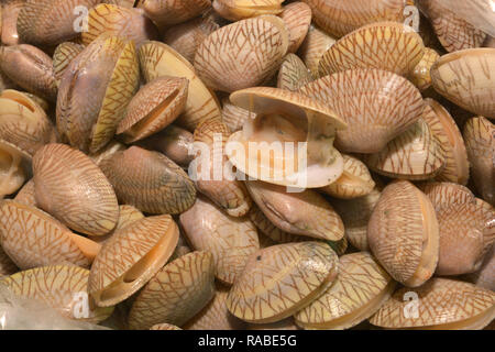 Surf clam, Short necked clam, Carpet clam, Venus shell, Baby clam ...