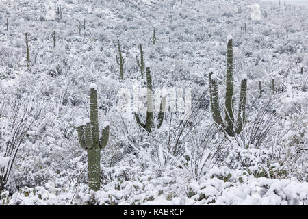 Winter landscape with snow on Saguaro cactus in the Sonoran Desert at Saguaro National Park in Tucson, USA Stock Photo