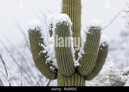 Scenic landscape with snow on a Saguaro Cactus in the Sonoran Desert at Saguaro National Park in Tucson, USA Stock Photo