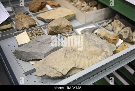 06 December 2018, Thuringia, Harth-Pölnitz: Fossils and rocks from the Lias near Eisenach lie in a drawer. The Geological Sample Archive Thuringia is one of the largest core repositories in Germany. Photo: Bodo Schackow/dpa-Zentralbild/ZB Stock Photo