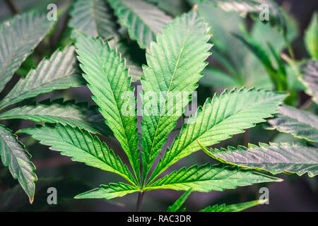 Iconic cannabis symbol in natural growing room Stock Photo