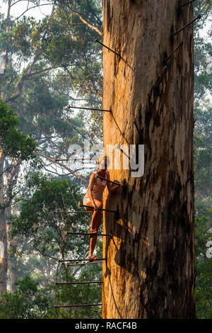Woman climbing up Gloucester Tree Pemberton Stock Photo