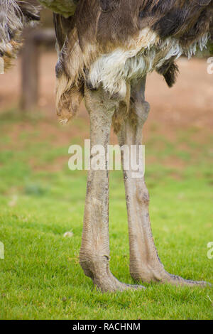 Ostrich legs, feathers and feet in the grass, close up in South Africa Stock Photo