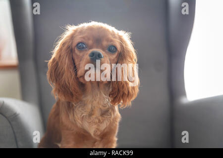 Cute puppy of cavalier spaniel sitting on the chair Stock Photo