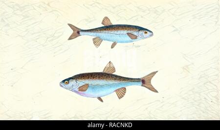 Sole, Pleuronectes Solea, 1804, British fishes, Donovan, E. (Edward), 1768-1837, (Author. Reimagined Stock Photo