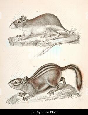 2. Townsend's Striped Squirrel., Suckley, George 1830-1869, Cooper, J. G. James Graham 1830-190. Reimagined Stock Photo