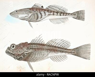 1. Aspicottus bison, Buffalo Sculpin, 2. Leptocottus armatus, Slender Sculpin., Suckley, George 1830-1869, Cooper, J reimagined Stock Photo