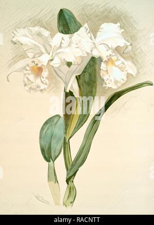 Cattleya mendelii quorndon house var, Sander, F. (Frederick) (1847-1920), Leutzsch, Gustav, (Lithographer), Moon, H reimagined Stock Photo