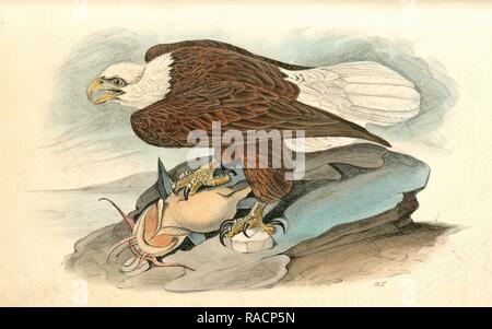 White-headed Sea Eagle, or Bald Eagle., Audubon, John James, 1785-1851 Reimagined by Gibon. Classic art with a modern reimagined Stock Photo