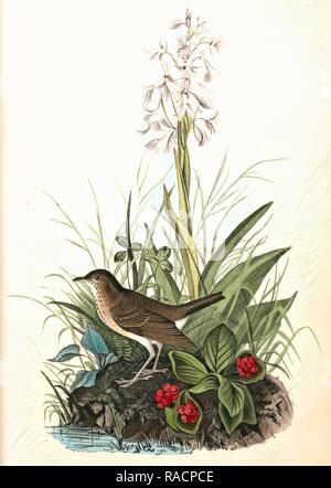 Tawny Thrush . Male. (Habenaria Lacera - Cornus Canadensis.), Audubon, John James, 1785-1851 Reimagined Stock Photo