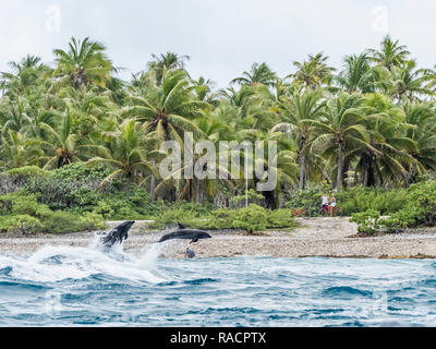 Adult common bottlenose dolphins (Tursiops truncatus) leaping near shore, Rangiroa, Tuamotus, French Polynesia, South Pacific, Pacific Stock Photo