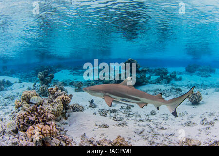 Adult blacktip reef shark (Carcharhinus melanopterus) underwater, Fakarava, French Polynesia, South Pacific, Pacific Stock Photo