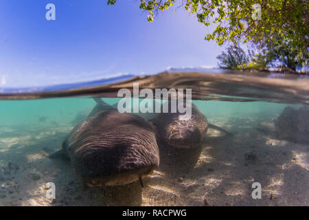 Adult tawny nurse sharks (Nebrius ferrugineus) in the town of Rotoava, Fakarava, French Polynesia, South Pacific, Pacific Stock Photo