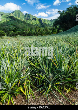 Pineapple plantation in Opunohu Valley, Moorea, Society Islands, French Polynesia, South Pacific, Pacific Stock Photo