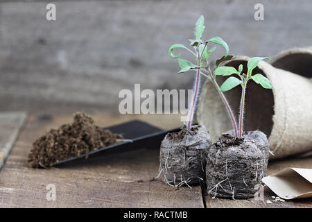 Three tomato plants with soil in trowel and seedling peat pots in the background over a rustic wooden background. Extreme shallow depth of field with  Stock Photo