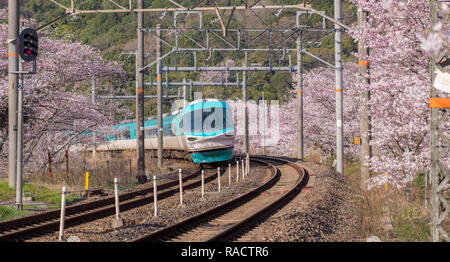 Limited  Express train Kuroshio going around the bend surrounded by branches of  cherry blossom trees in bloom. Train is a 283 series Super Arrow Stock Photo