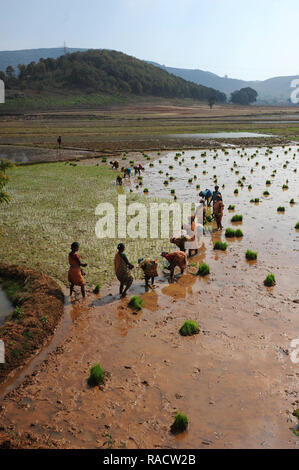 Women planting rice in the paddy in the undulating rural countryside near Desia Koraput, Odisha, India, Asia Stock Photo