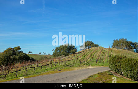 Road through central California viogner vineyards in the United States Stock Photo