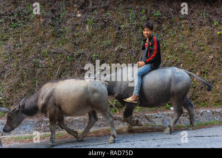 Young Vietnamese boy riding a water buffalo down the road. Ha Giang Loop in Ha Giang Province, Vietnam, Asia Stock Photo