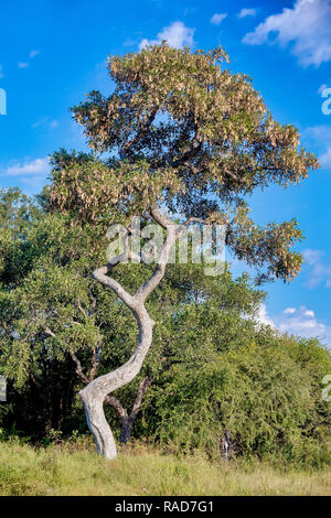 Typical african landscape with beautiful curved tree in national park Bwabwata on Caprivi Strip, Namibia wilderness Stock Photo