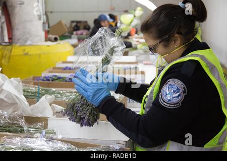 U.S. Customs and Border Protection Agriculture Specialist inspect imported Valentine's flowers at a Miami port of entry on January 31, 2017. Stock Photo