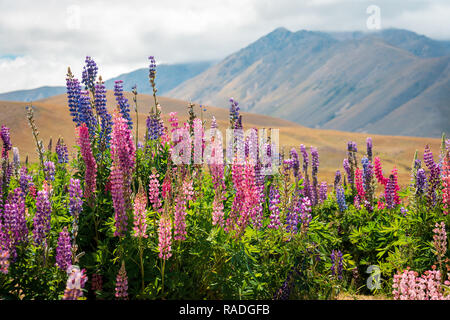 Picturesque location in New Zealand with lupins growing in the field Stock Photo