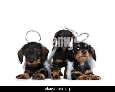 Row of three black with brown adorable wirehair mini Dachshund dog puppies, wearing angel costumes from white wings and silver halo. Looking naughty a Stock Photo