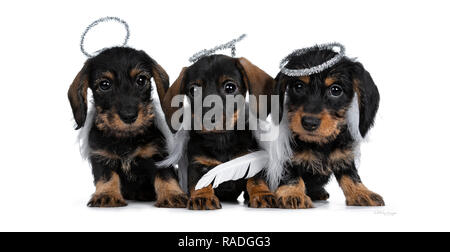 Row of three black with brown adorable wirehair mini Dachshund dog puppies, wearing angel costumes from white wings and silver halo. Looking naughty a Stock Photo