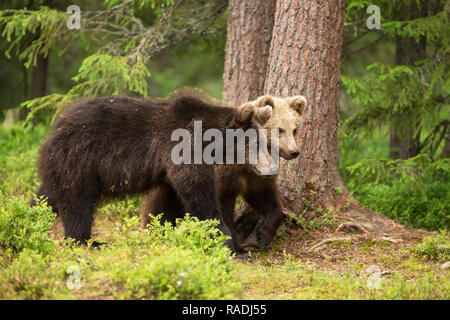 Close-up of two young Eurasian brown bears walking in the boreal forest, Finland. Stock Photo