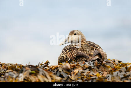 Close-up of a female common eider lying on the seaweed, Iceland. Stock Photo