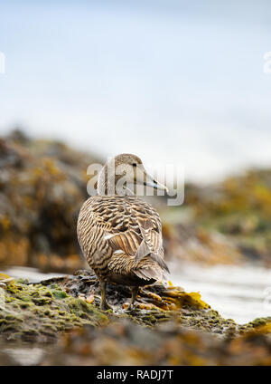 Close-up of a female common eider standing on the coast on seaweed, Iceland. Stock Photo