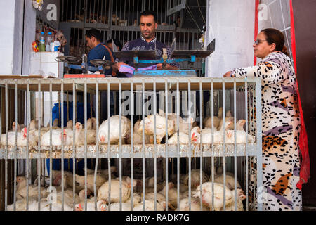 Morocco: Casablanca. Street scene, in the old medina. Stall of a poultry seller. Chickens in a cage *** Local Caption *** Stock Photo