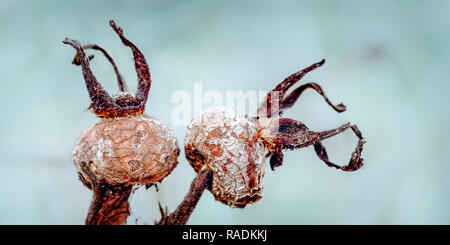 The image here is the old weathered fruits of the rose Rosa rugosa or Japanese rose hips, from the year before. The Latin word rugosa means wrinkled. Stock Photo