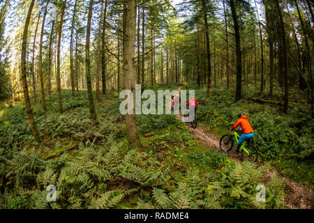A group of mountain bikers ride a trail in the Forest of Dean. Stock Photo