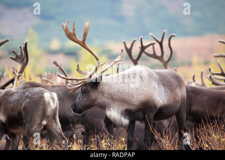 Close-up reindeer in autumn tundra on backgroungd of herd of deers Stock Photo