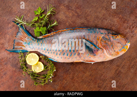 Fresh colourfull Parrotfish with lemon and herbs on grunge background with copy space. Delicious healthy seafood eating. Stock Photo