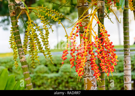 Areca catechu is a species of palm which grows in much of the tropical Pacific, Asia, and parts of east Africa. Stock Photo