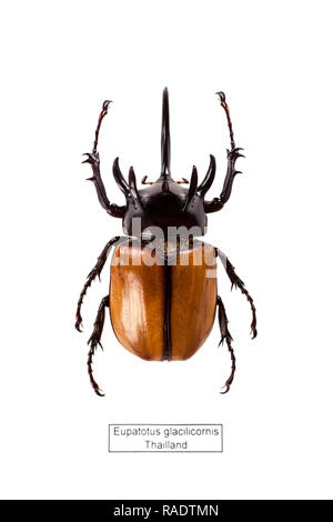 Five-horned rhinoceros beetle isolated on white background from above. Stock Photo