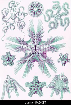 Illustration shows marine invertebrates related to starfish. Ophiodea. - Schlangensterne, 1 print : color lithograph reimagined Stock Photo