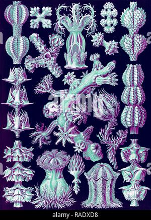 Illustration shows corals in the subclass Octocorallia. Gorgonida. - Rindenkorallen, 1 print : photomechanical reimagined Stock Photo
