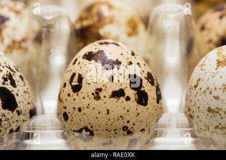 several quail eggs close up shoot on a white Stock Photo