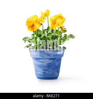 Pansy flowers in flowerpot isolated on white background. Spring garden  yellow viola tricolor plant as design element Stock Photo