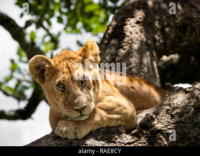 Faulty Lion matches are likely fake or because of alien tree laws